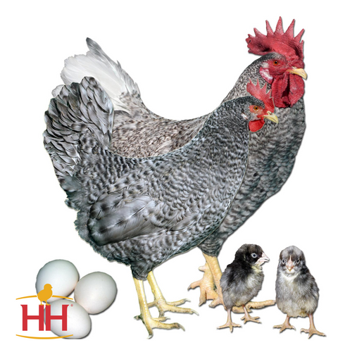 Hoover's Hatchery California Grey Chicken