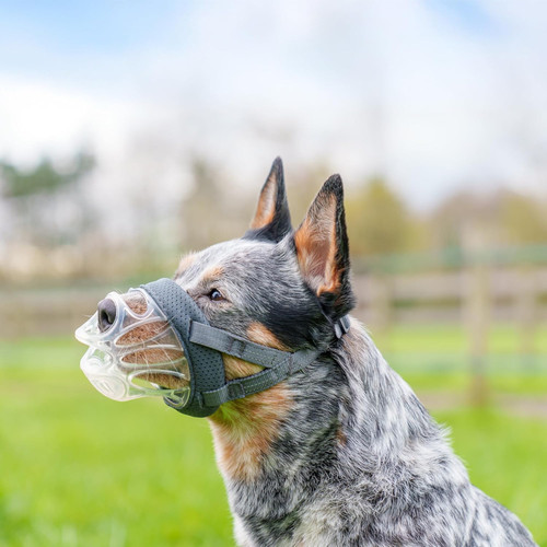 Baskerville INVISA Basket Dog Muzzle