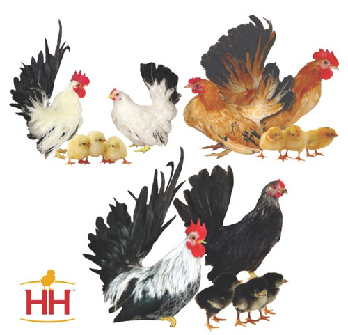 Hoover's Hatchery Assorted Japanese Bantams, Straight Run