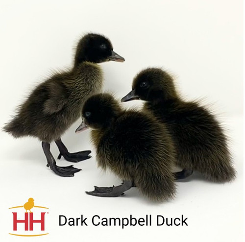 Hoover's Hatchery Dark Campbell Duck - CountryMax