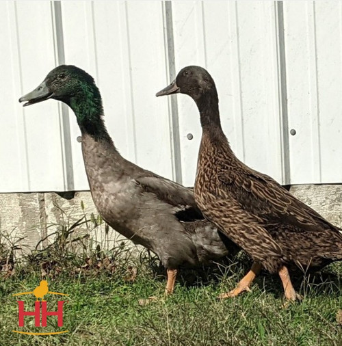 DARK DUCKS ALL COLLECTION ダークダックス Hoover's Hatchery Dark Campbell Duck - CountryMax