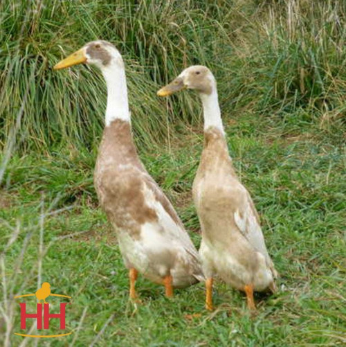 Hoover's Hatchery Fawn & White Runner Duck