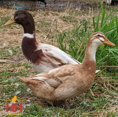 Hoover's Hatchery Golden Cascade Duck