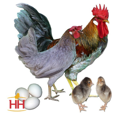 Hoover's Hatchery Blue Breasted Brown Leghorn Chicken