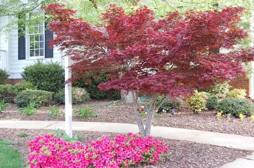 Willowbrook Japanese Maple Bloodgood