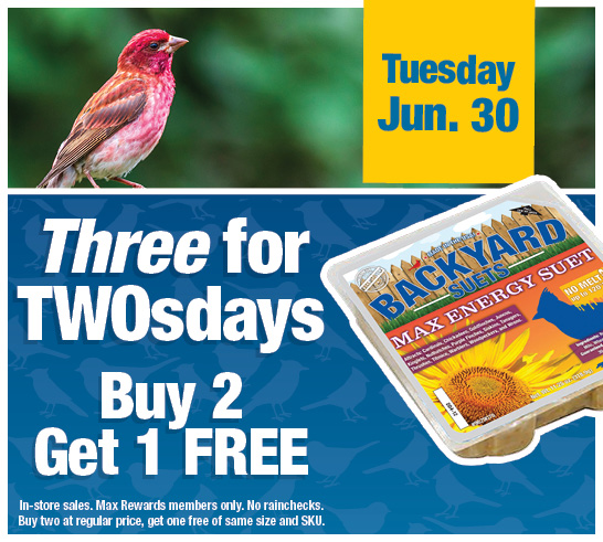 Three for TwosDay - Buy 2 Get 1 Free