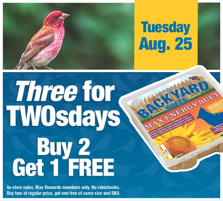 Three for TwosDay - Buy 2 Get 1 Free