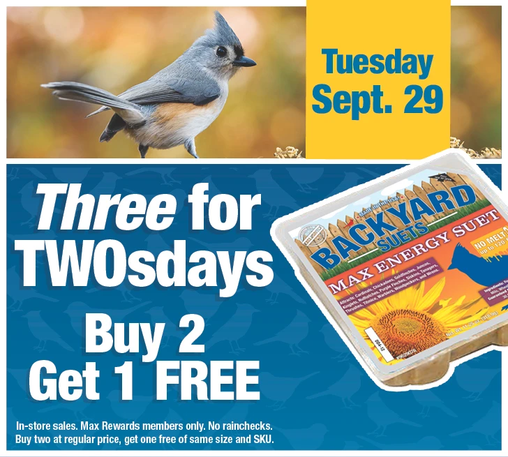 Three for TwosDay - Buy 2 Get 1 Free