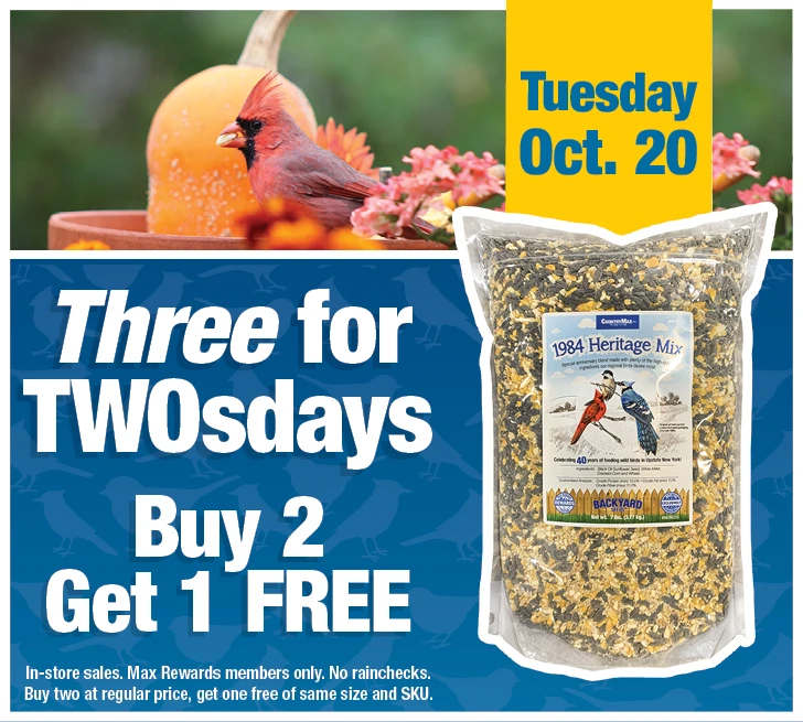 Three for TwosDay - Buy 2 Get 1 Free