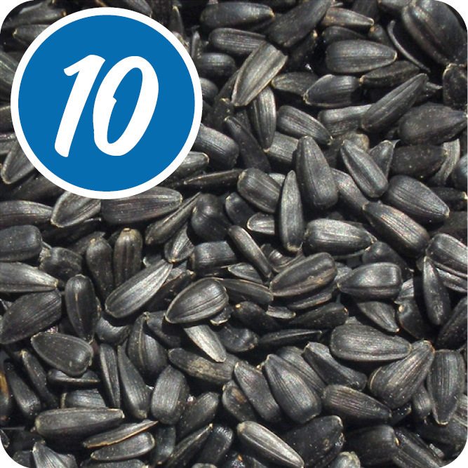 black oil sunflower seed