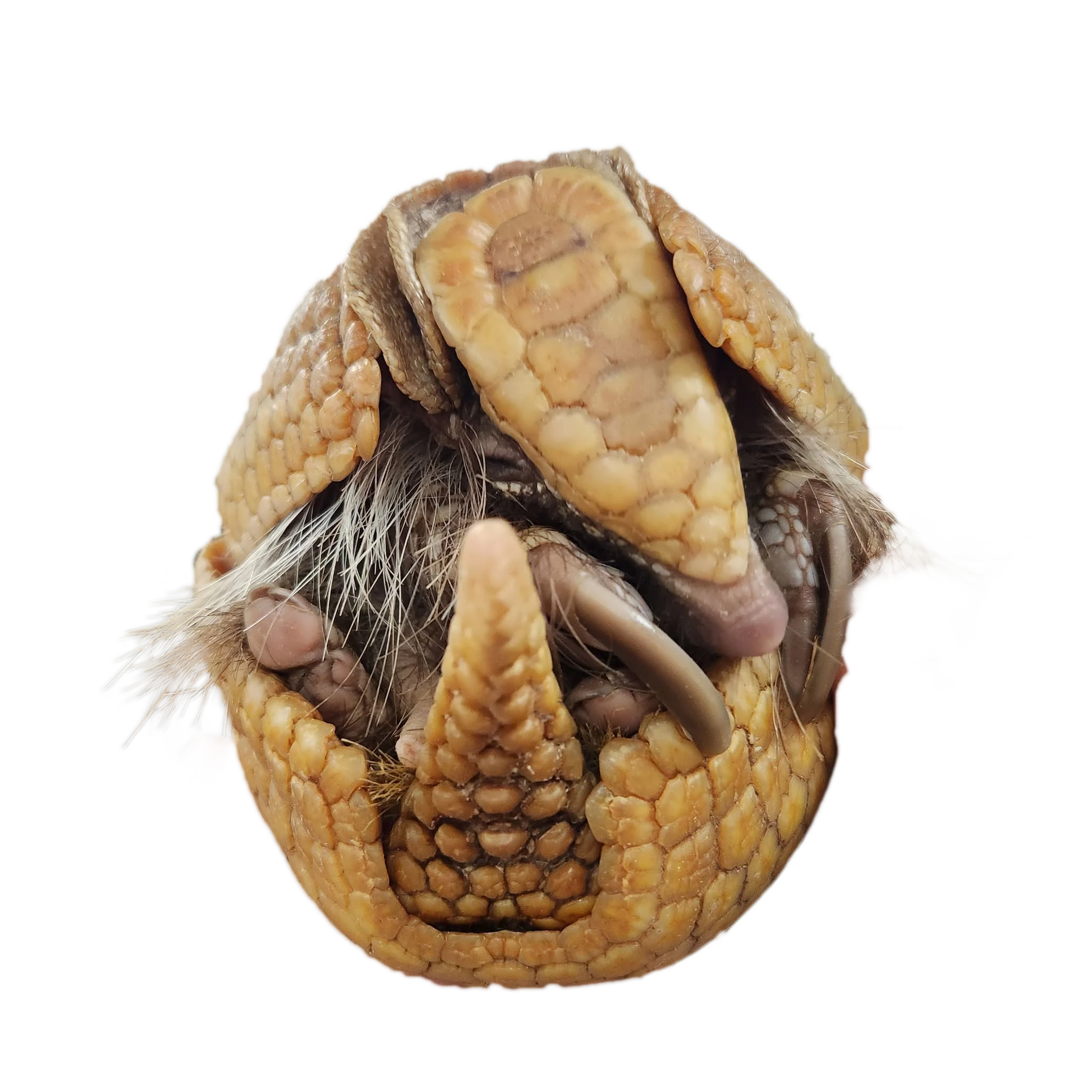 armadillo
