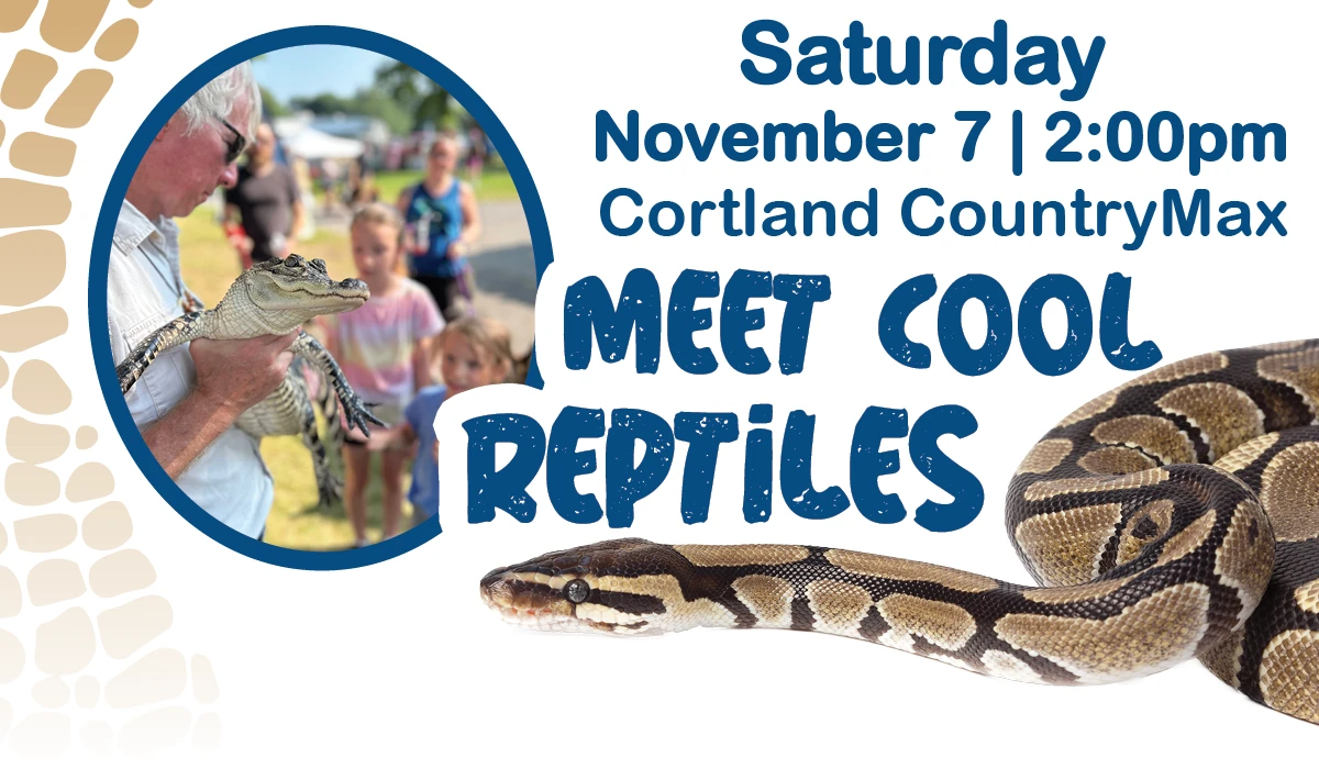 Saturday November 7 2pm at Cortland CountryMax Meet Cool Reptiles