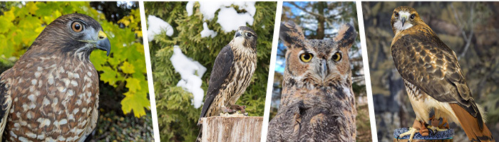 Red-tailed Hawk, Broad-winged Hawk, Great Horned Owl, and Merlin