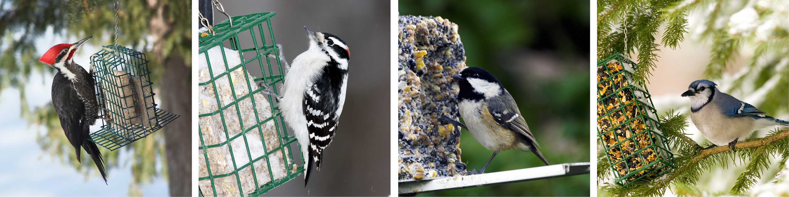 Backyard Bird Life December