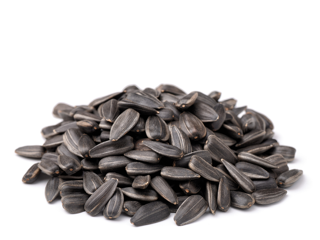 black oil sunflower seed