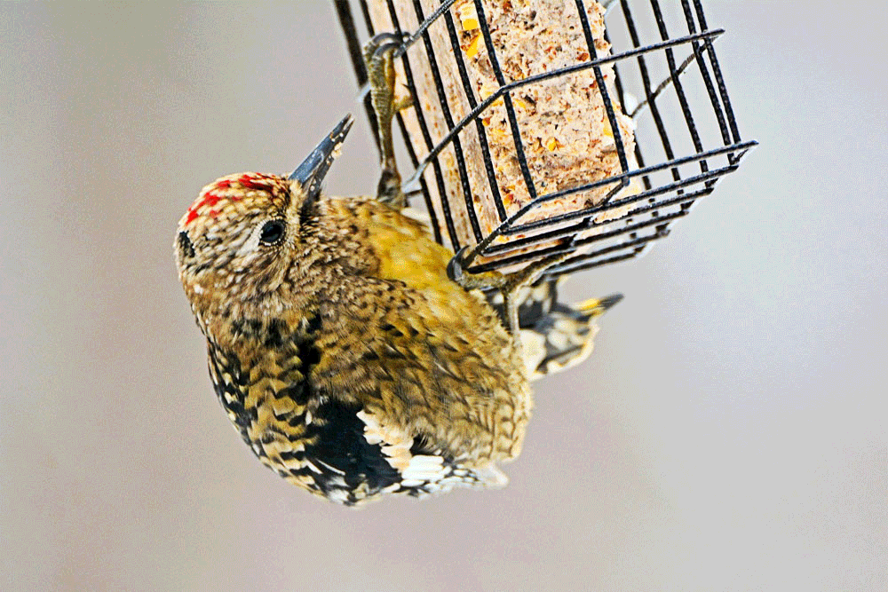 Backyard Bird Life March