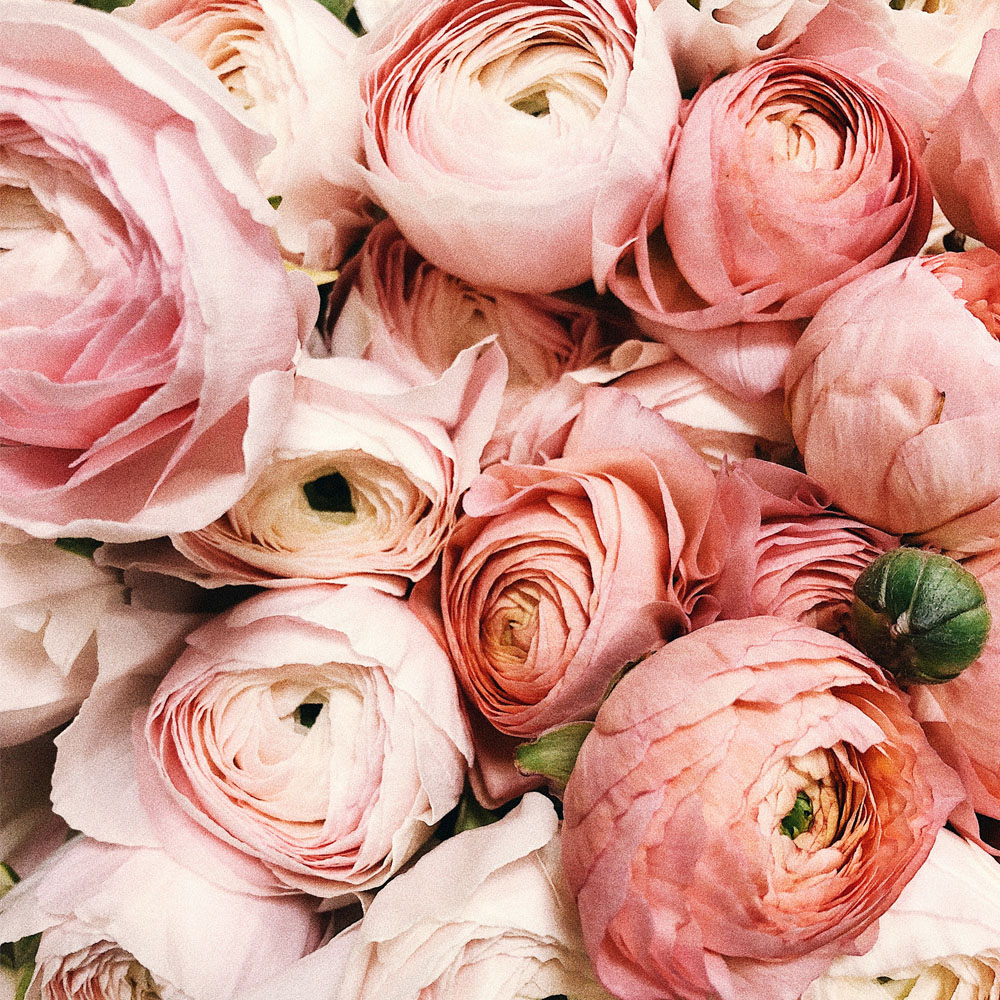 peonies, close-up