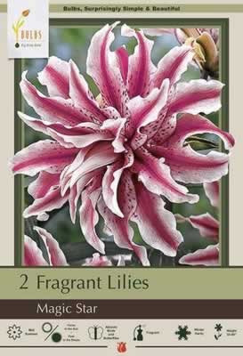 Netherland Bulbs Fragrant Lily Oriental Double Magic Star - CountryMax