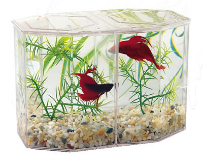 betta fish tank and accessories Lee's Betta Keeper Large