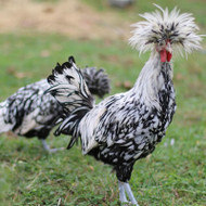 Hoover's Hatchery Silver Laced Polish Chicken