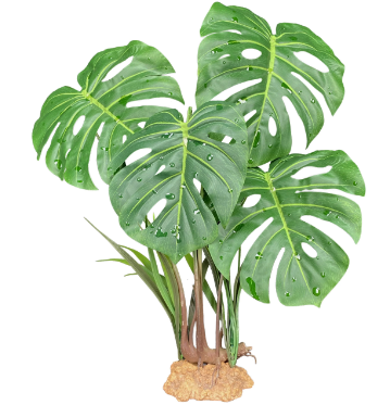 mayoi philodendron Philodendron mayoi main image 0