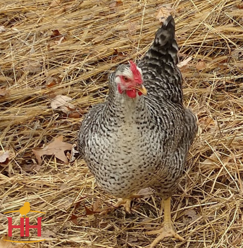 Hoover's Hatchery Rustic Rock Chicken