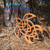 Celtic Turtle by Signs of Spirit