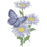 Oxeye Daisies & Butterfly