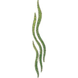 Seaweed | CC83915
