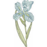 Iris | 12379-14