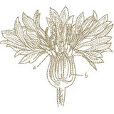 Cornflower Sketch