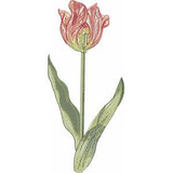 Tulip | 12379-24