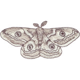 Emperor Moth