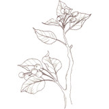 Bradford Pear