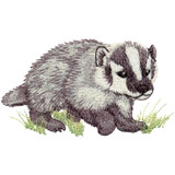 Baby Badger