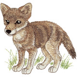 Coyote Pup