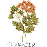 Coriander