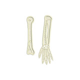 Skeleton Right Arm FSL