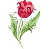Swirl Tulip
