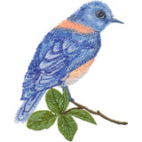 Bluebird 5