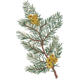 Pine Border | 80120-19