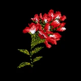 Wildflower 2