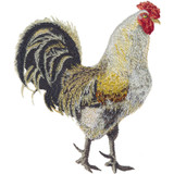 Rooster 2