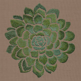 Succulent 8