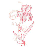 Iris Small