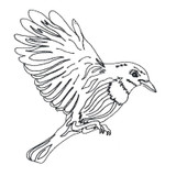 Bird Linework 3
