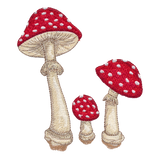 Mushrooms 1