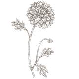 Dahlia Linework Jumbo
