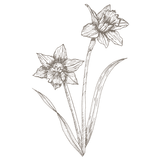 Daffodil Linework Jumbo