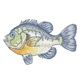 Blue Gill 1